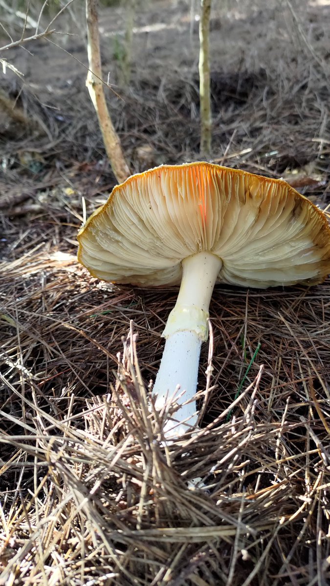 strengthforest's tweet photo. https://t.co/MqUwVXm9IX