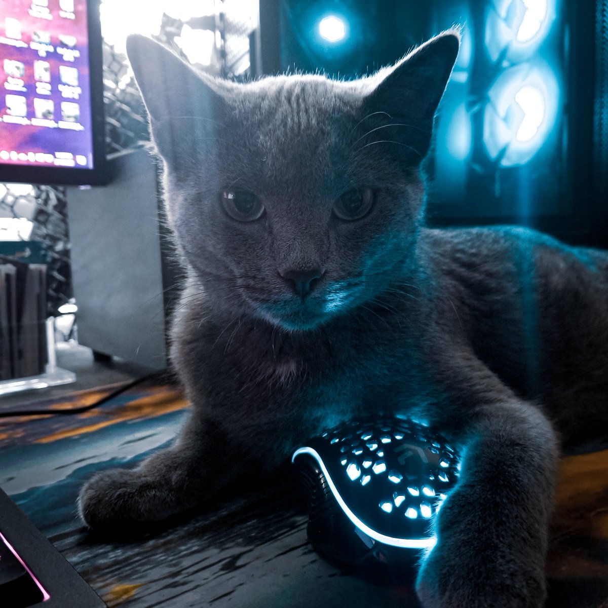 FunkTrove's tweet photo. Happy #Caturday!
Fun fact:
#Russianblues are known for catching mice https://t.co/LtmohEzfkp