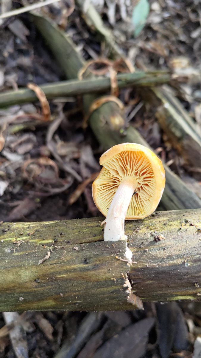 strengthforest's tweet photo. #strengthoftheforest 🍄 https://t.co/H29UpiZOz7