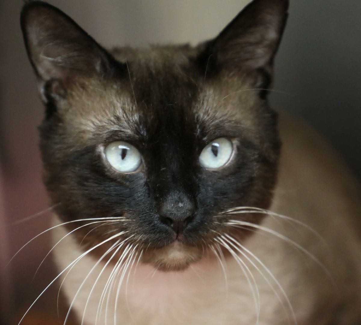 cthumane's tweet photo. It's not his fault Rama's so dashingly handsome, he certainly can't be blamed if you fall into those icy blue eyes of his. If you have room in your heart and home for this stunner, come meet him today!
#Cats #BlueEyedCats #Meow #UnderHisSpell #newington
https://t.co/qLNc2o57Fk https://t.co/PSLK4o7Xgt