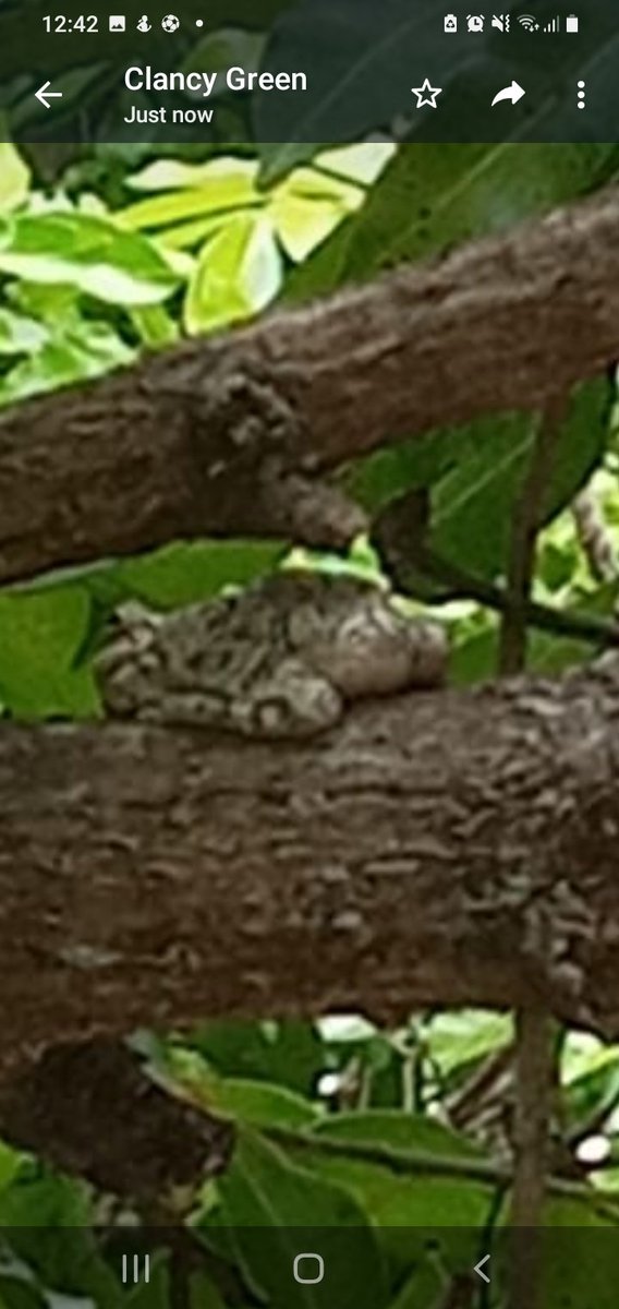 greenunltd's tweet photo. Spotted this in my backyard. Security guard @nepajamaica told me no venomous tree frogs in Ja. @JamaicaGleaner @rodneytwit @opd_jamaica @JamaicaObserver @NationwideRadio @Sparkiebaby @dmccaulay @matthewsamuda https://t.co/XMk7gzdSDI