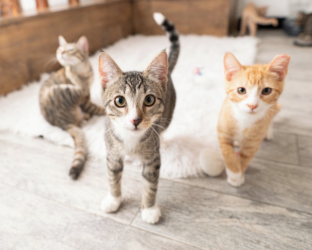 CatCafe Lounge tweet media