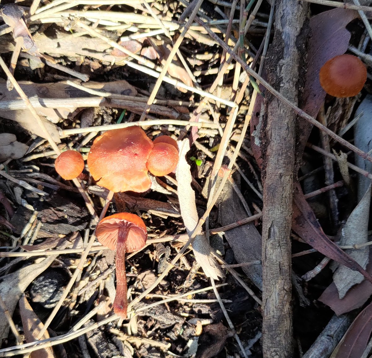 strengthforest's tweet photo. Name them... https://t.co/IIxYO4N4D2