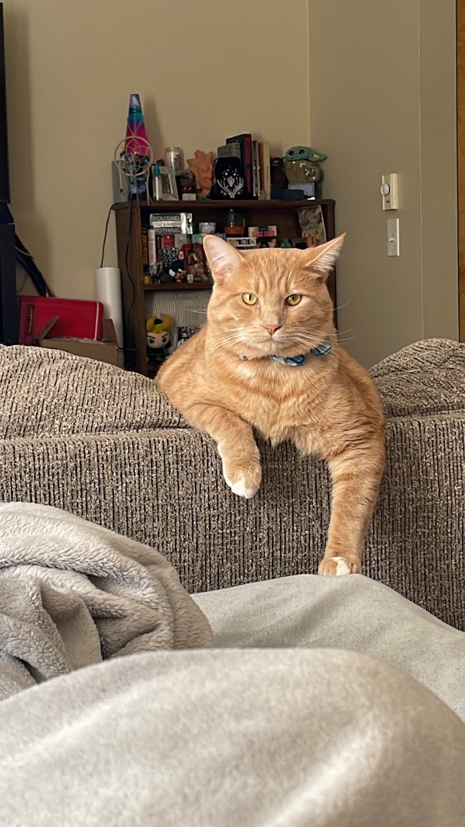 MonroeJacquelyn's tweet photo. @YourNarrator1 This is my cats face https://t.co/M1r4CG7f8e