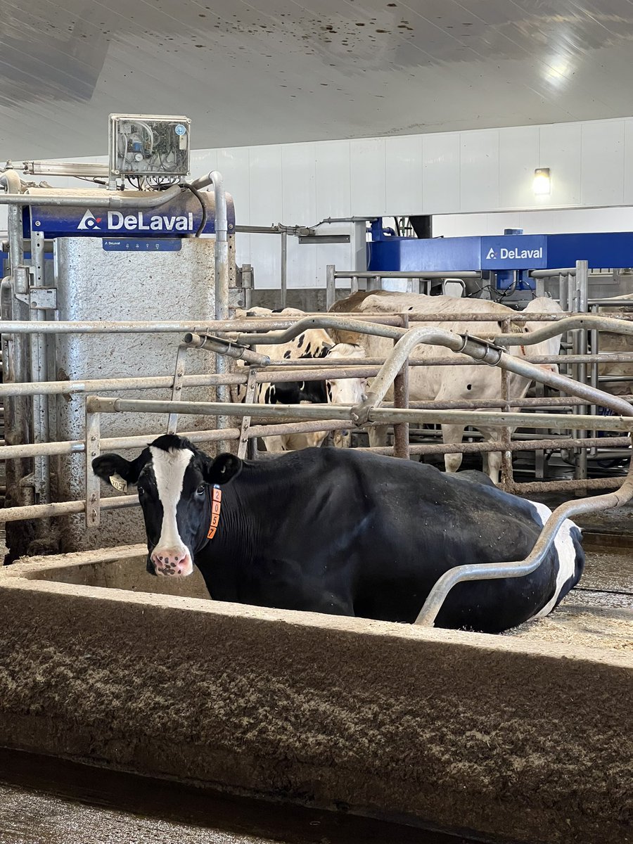At Tuxedo Holsteins in Alberta for <a href="/DeLaval/">DeLaval</a> V310 testimonial. They have 5 robots on guided traffic and impressed with how production rose along with labour and efficiency. Congrats <a href="/AgraiDairyMart/">Agrai-Dairy Mart</a> on the work you have done with this farm. #topnotchservice
