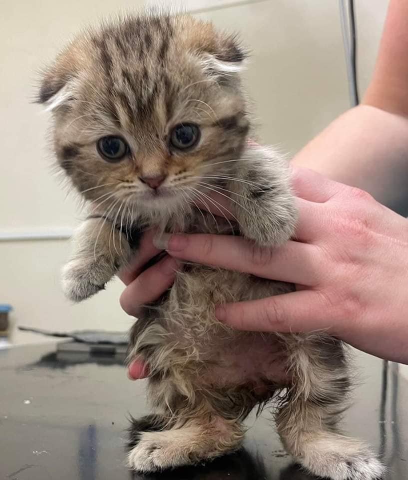 Bradford Cat Watch Rescue & Sanctuary on Twitter "Veterinary Advice & Rescues. You may remember