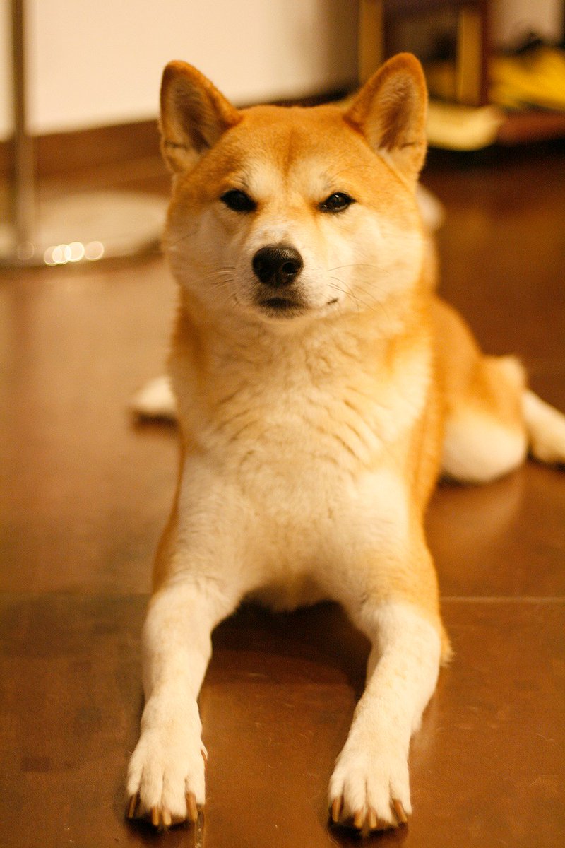 🙌😍💃 Oh, I won a prize
I also want a drawing of my beloved boy
This is my dog Yoshiko
#NFTs #NFTartist #NFTCommmunity #nftfam #NFTcollection #ArtistOnTwitter #nftart #nftshiba #shiba