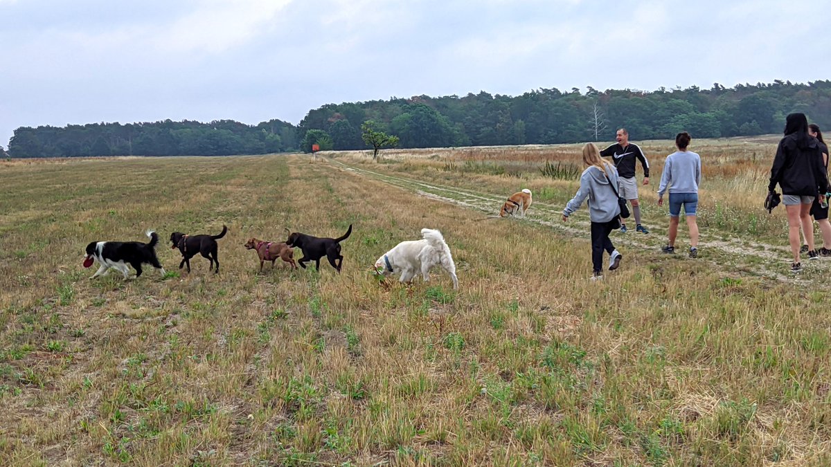 AvaHerznase's tweet image. Ich ♥️ unsere Wochenenden mit allen meinen Kumpels. Und deshalb mit ganz viel Danke namentlich:
#Leo
#Nala
#Filou
#Holly
#Jantho
Zwei fehlten heute leider, sonst wären wir komplett gewesen:
#Bodo
#Frieda