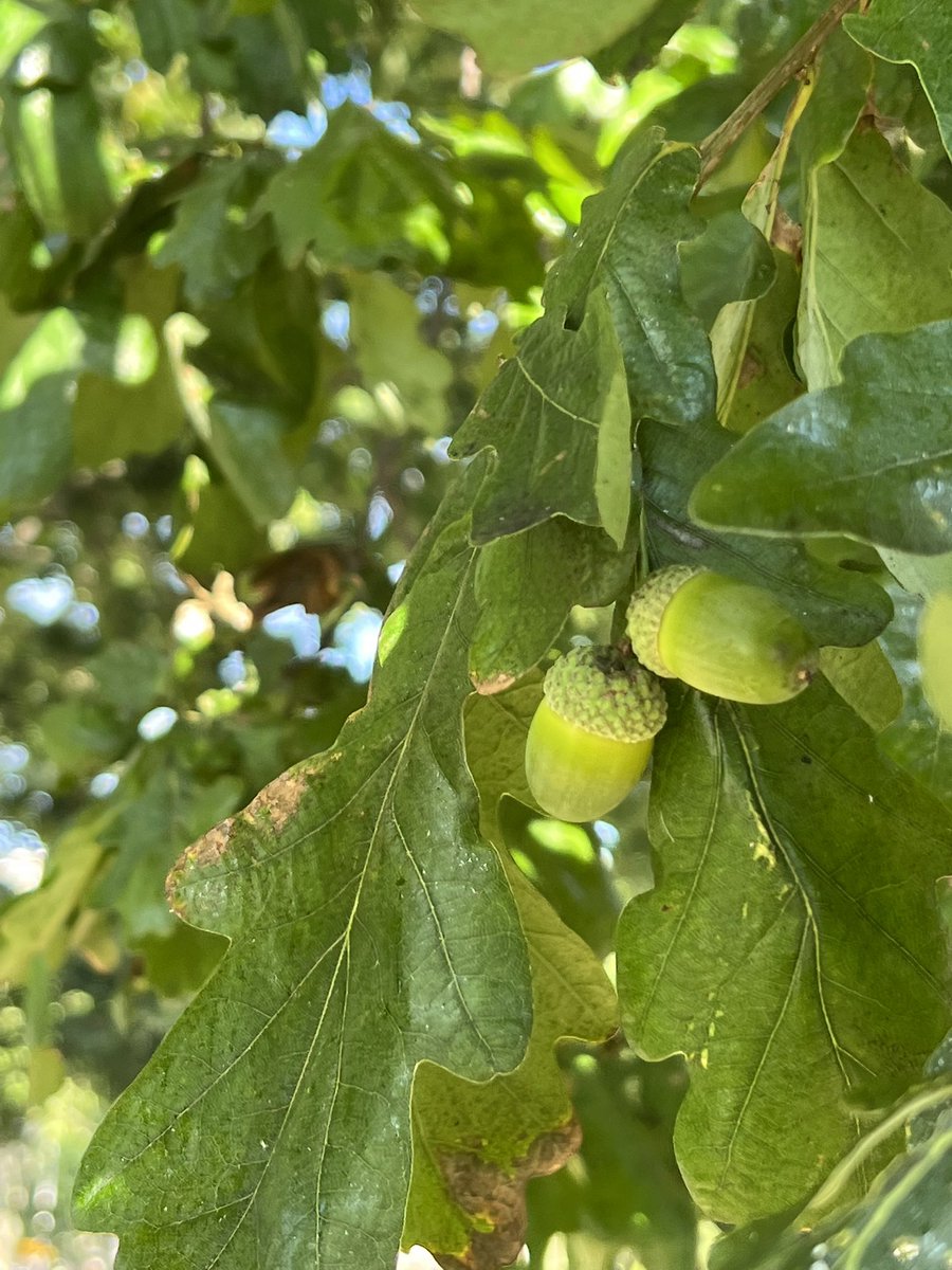GrowCoachingUK's tweet photo. Great oaks from little acorns grow https://t.co/7fqao2GNOm