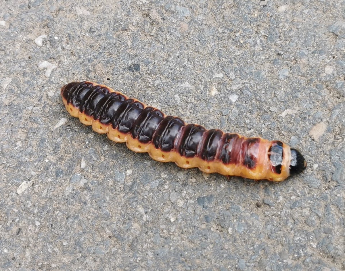 AxeBirder's tweet photo. Have you ever wondered if a Goat Moth caterpillar is longer than the width of a 5 year olds hand? Well as you can see here it is about the same! What a seriously impressive larva #seatonwetlands this afternoon @wildeastdevon #goatmoth https://t.co/i152IqcwLZ