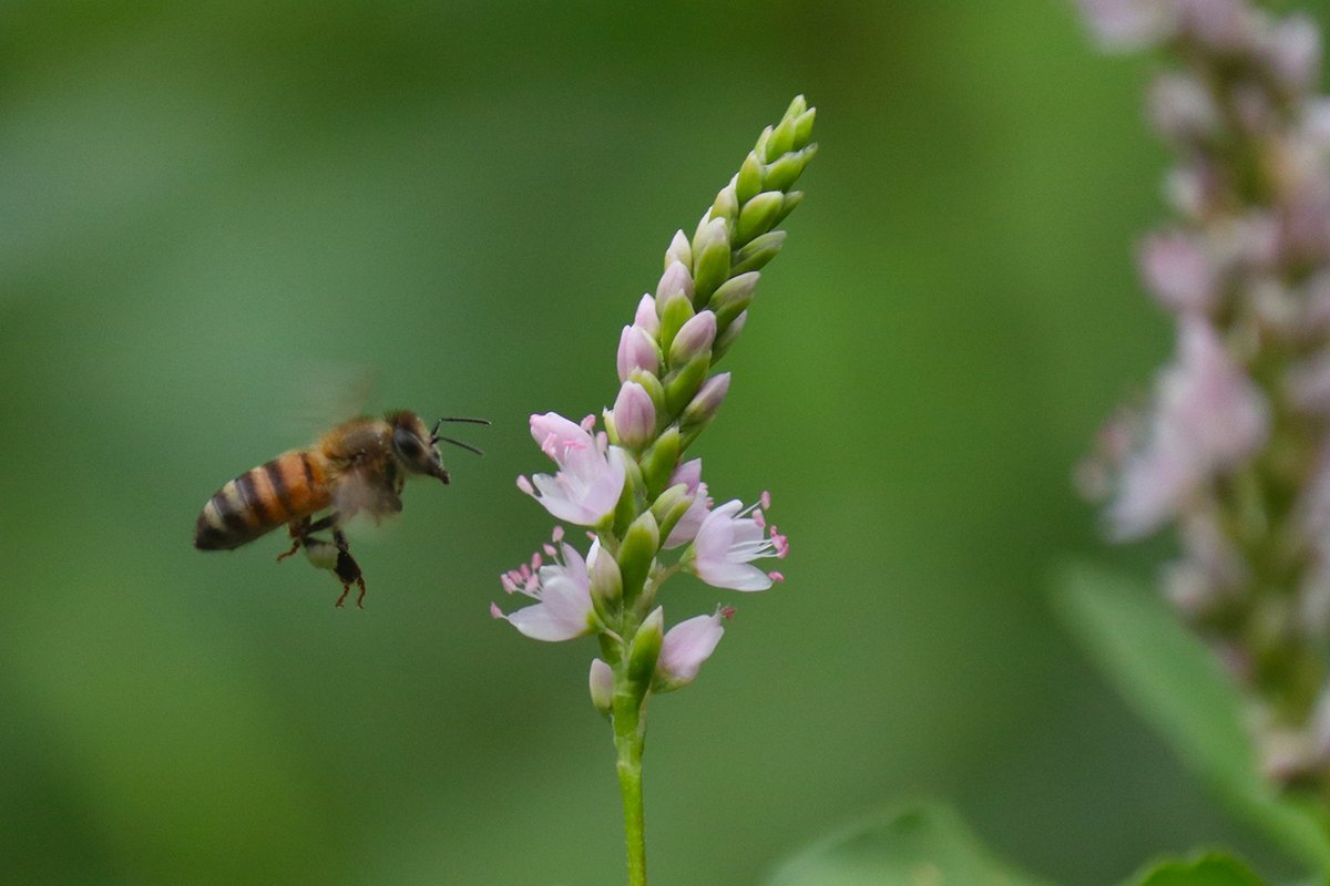 Ben_Sandifer's tweet photo. Busy bees and hummingbirds pollinating smartweed and hibiscus this morning at the mouth of White Rock Creek in Dallas Great Trinity Forest. Smartweed is a key food source for migrating waterfowl in winter months. The plant thrives in the Trinity River's fragile wetland habitats. https://t.co/bORAGqy2Ti