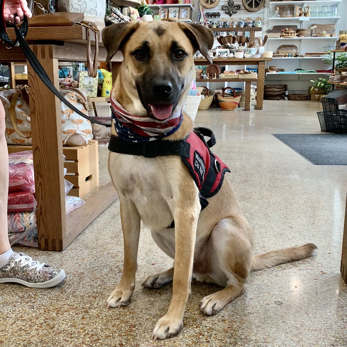 ZeeBeeMarket's tweet photo. Itโs so much fun when dogs like Louie bring their humans to shop ๐๐
Louie is also very special. Heโs training to become a service dog, at no cost, to veterans thru the work of nonprofit @DogsForOurBrave
#dogsofzeebeemarket #petfriendly #dogsforourbrave #supportourveterans https://t.co/BIWErbUavu