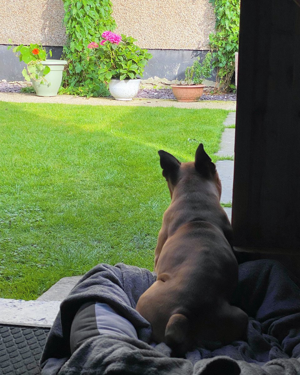 larkandlily's tweet photo. Just watching the starlings &amp; house sparrows 😎
#gardenlife #frenchielife #SaturdaySocial #chilledweekend #caithness https://t.co/JrBfxMg02f