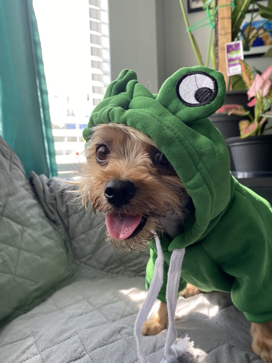 sellePLAYS's tweet image. 🐸I am my frog and my frog is me 🐸 ribbit ribbit

GM! Have a great Saturday! Special thanks to bowskii and peachii for this adorable shirt ❤️🥰😘

#PrincessAlex #Lexsa #dogsoftwitter