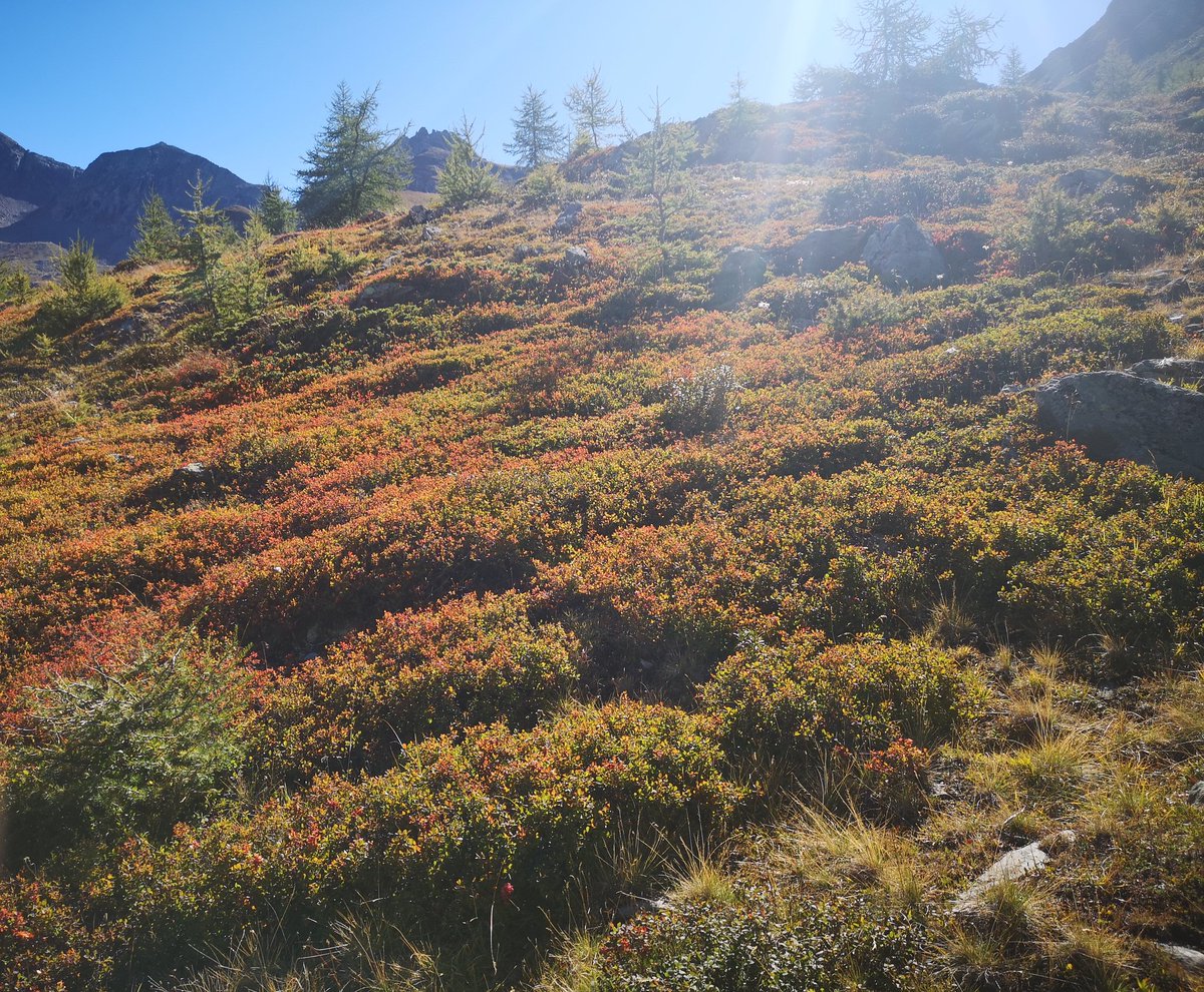 savina_b's tweet photo. #oggiilcieloèblutrail salendo da #Cheneil al #santuario di #clavalitè #Valtournenche #Chamois #valledaosta https://t.co/UGs7dVZYYg