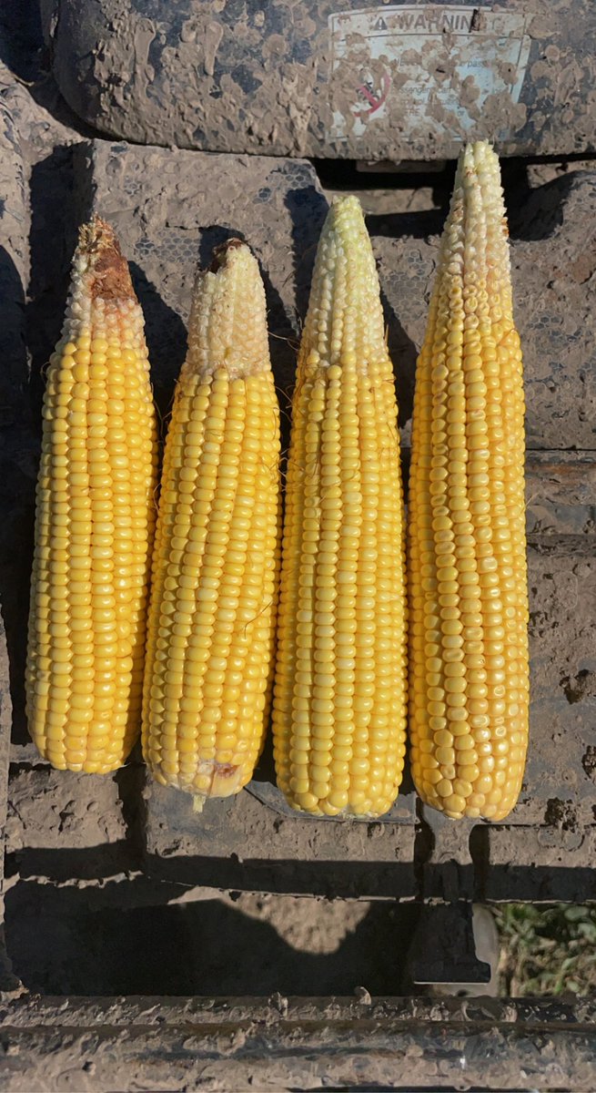 Jamesstrand22's tweet photo. #tipback season #corn this is even full irrigated with good water and the pivot has been running good. https://t.co/xmwTWFI9VZ