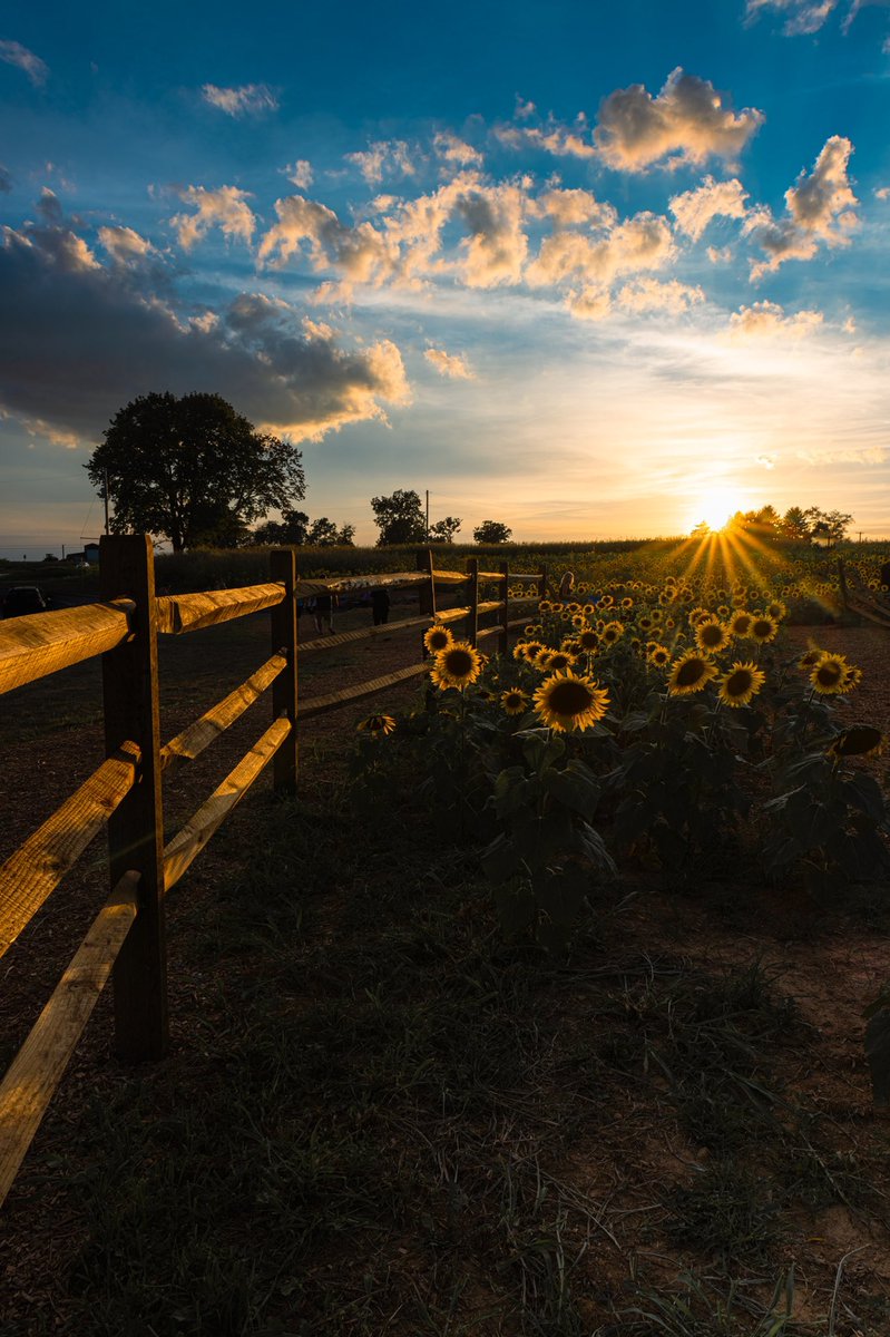 mattsfocus's tweet image. Late summer evenings
