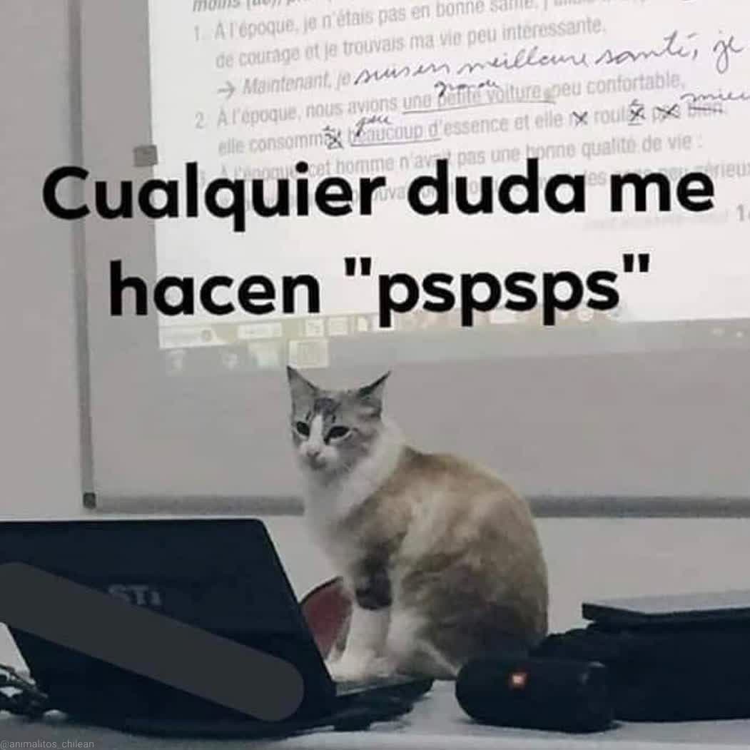 gatitos shitposting tweet media