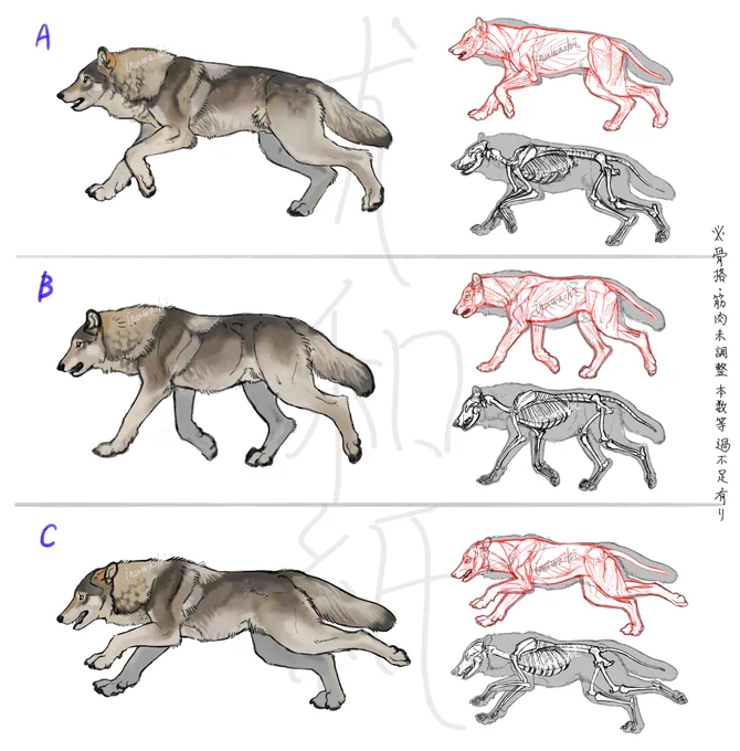 💪🐺アクキーラフ案🐺🦴
いろいろ資料集めてやらで時間がかかっています。カラーは前回と同じ灰褐色、白、黒の予定です。
リプでアンケート取るのでご協力ください✍️ 