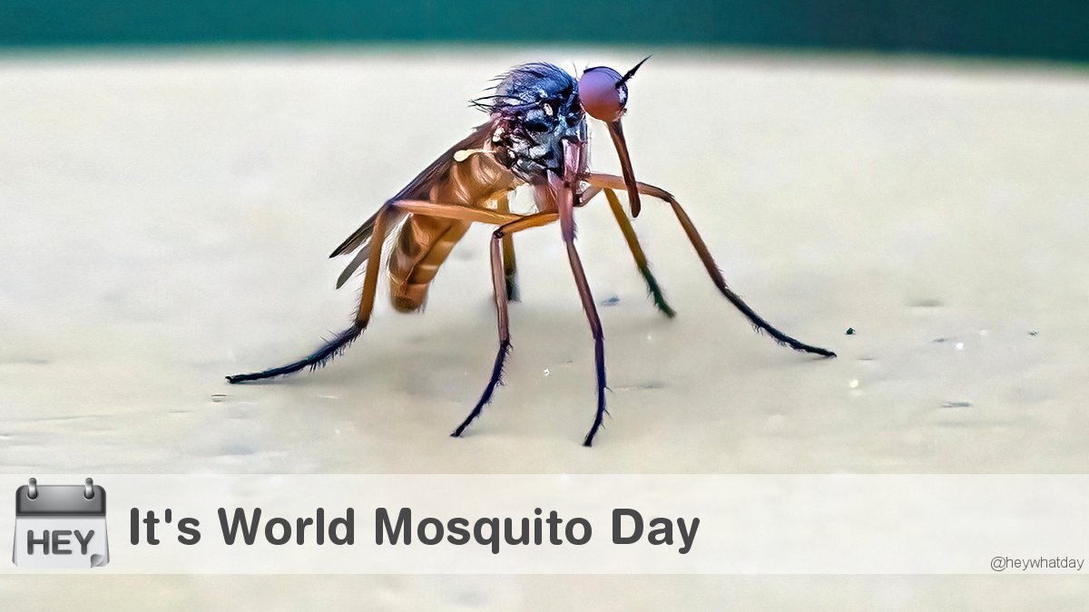 It's World Mosquito Day! 
#WorldMosquitoDay #MosquitoDay #Mosquito