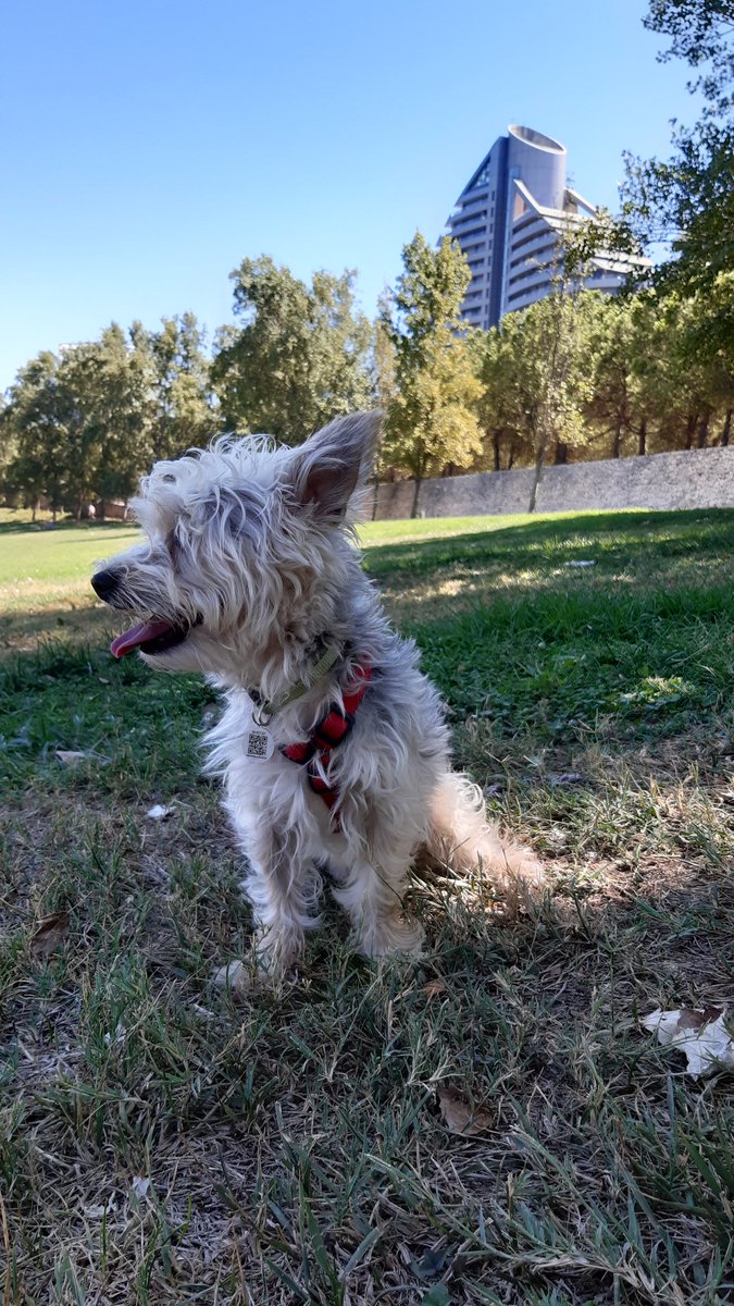 __aaronrr's tweet photo. Paseito y sesión de fotos al bebé ! 🐶😳 https://t.co/qKFaWAMI0Z