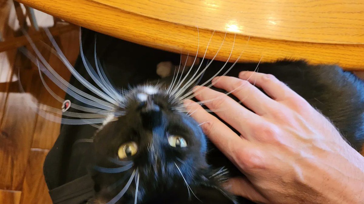 JasonStiff's tweet photo. I met neighbor cat Tilly where we had my stepdad's surprise birthday party Friday. She quickly claimed petting rights on my lap... no surprise there...

#cat #cats #catsofinstagram #Caturday #Saturday #pet #petme #petmenow #petting @thechrisbarron https://t.co/DyxfdnkzTc