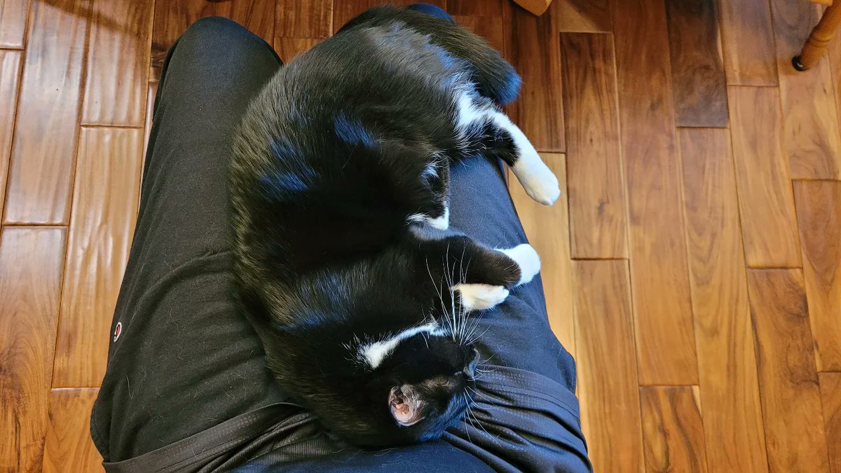 JasonStiff's tweet photo. I met neighbor cat Tilly where we had my stepdad's surprise birthday party Friday. She quickly claimed petting rights on my lap... no surprise there...

#cat #cats #catsofinstagram #Caturday #Saturday #pet #petme #petmenow #petting @thechrisbarron https://t.co/DyxfdnkzTc
