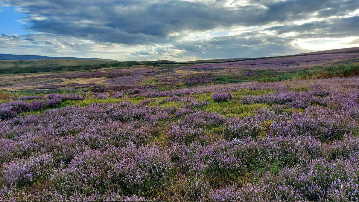 Fantastic show of heather this year.
The #Ilkley landscape looking and smelling fabulous. The scent is quite intoxicating. #YORKSHIRE