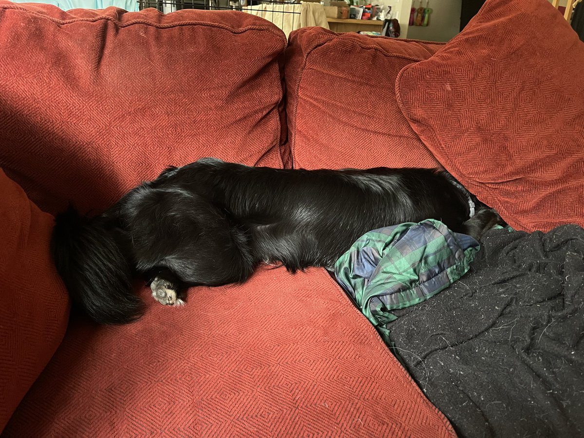 good dog squad tweet media