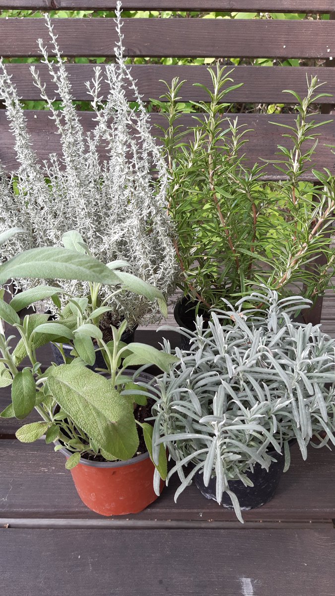 Latupeikko's tweet photo. #Salo'n tori on mainio paikka ostaa #yrtti'en ja kasvien taimia👍 #Kesä'n loppualesta löytyi rosmariini, salvia sekä uusina tuttavuuksina laventeli ja koko auton sisätilan tuoksullaan täyttänyt curry-yrtti😊 https://t.co/A5bcR5uijH