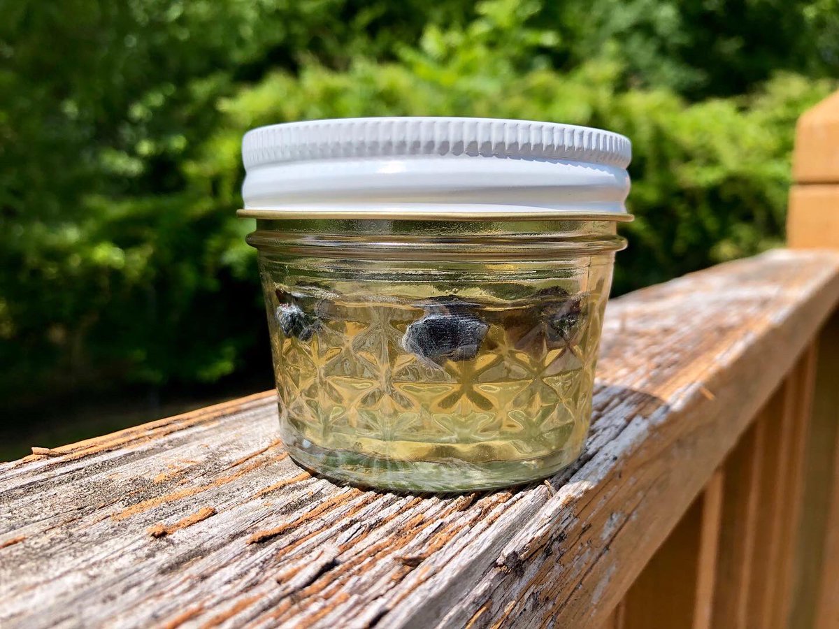 We’re finally fermenting w/ local #WildYeast from my back yard! In 2019, I created a few small starters from wild flowers &amp; fruit on my property. <a href="/BootlegBiology/">bootleg biology</a> isolated 3 different strains from these cultures. -MW
#YeastWrangling #Bioprospecting #LocalYeastProject #YeastCapture