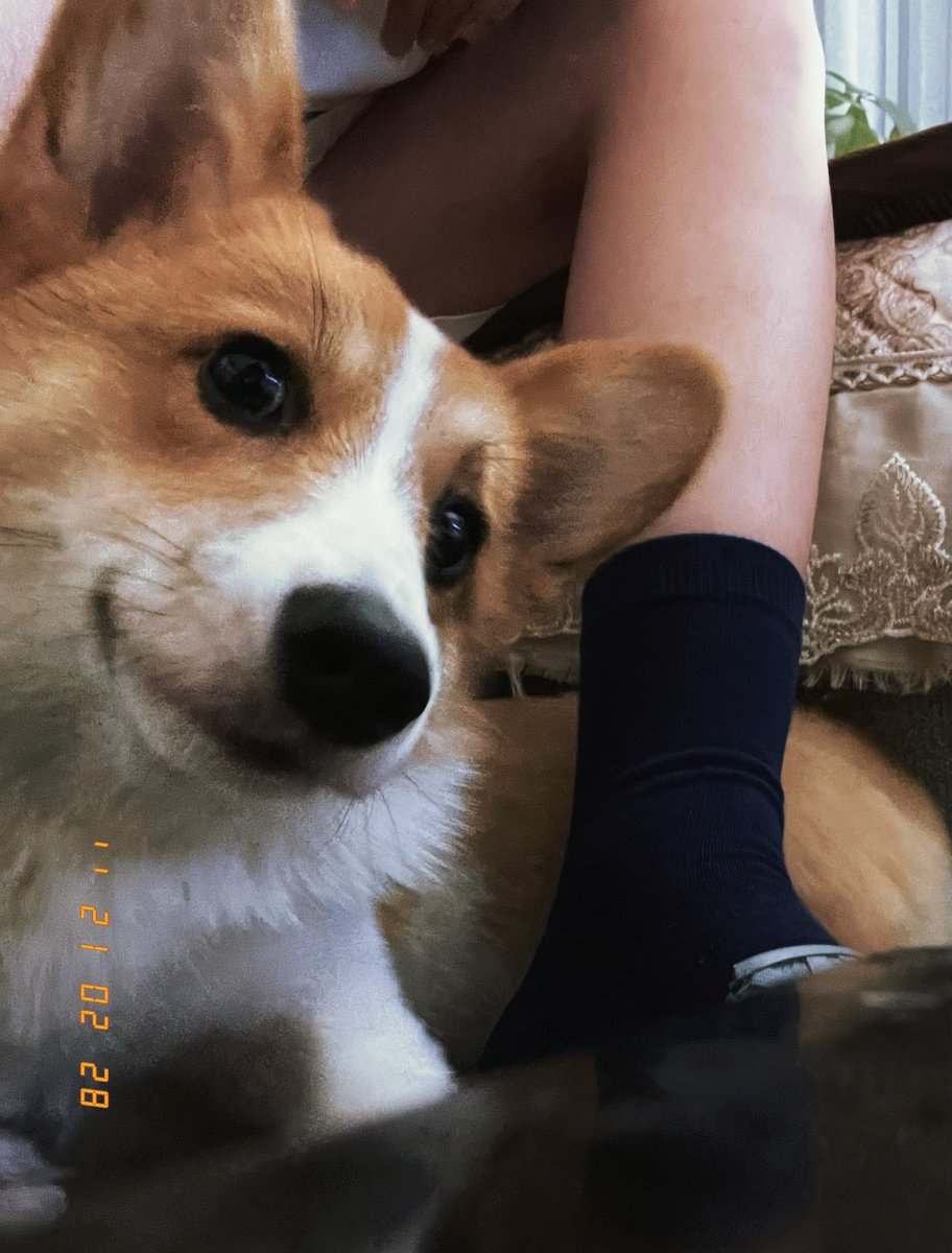 wait_for_he's tweet photo. Dog 🐶 https://t.co/0m92eUqTjW