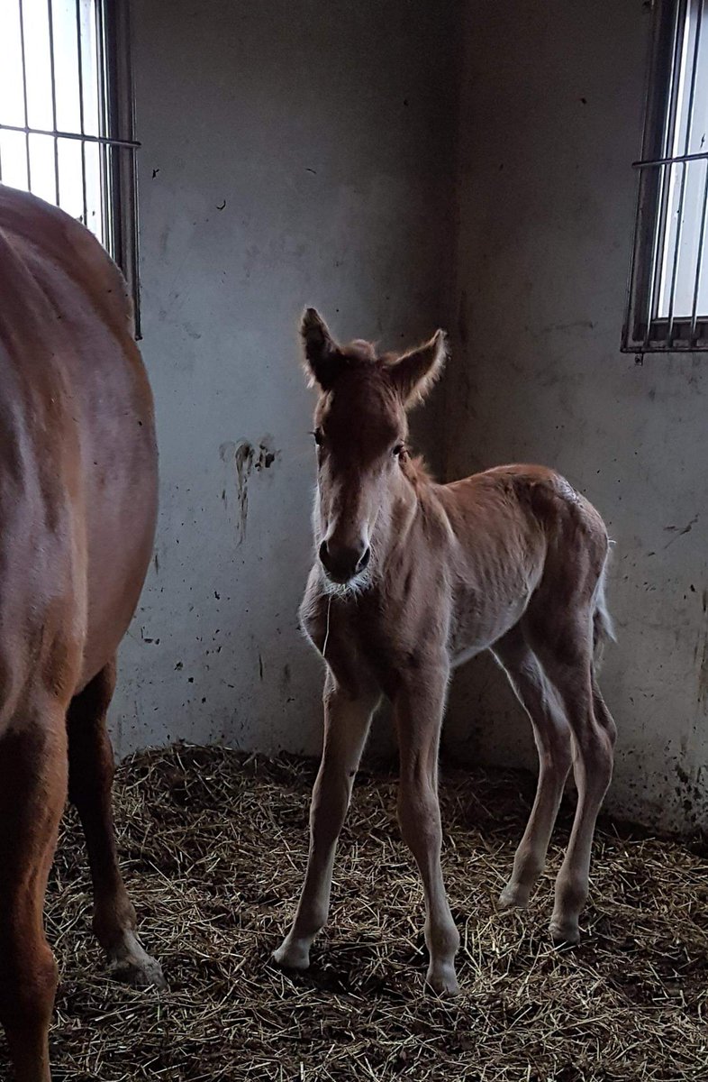 Tämä karsina taidetaan nimetä derbyvoittajien karsinaksi ⭐️ Samassa karsinassa syntyneet sekä Graceful Swamp että V.G. Voitto 😎 Kuvassa jälkimmäinen alle vuorokauden ikäisenä. Onnea taustavoimille!
#raviurheilu #hevoskasvatus