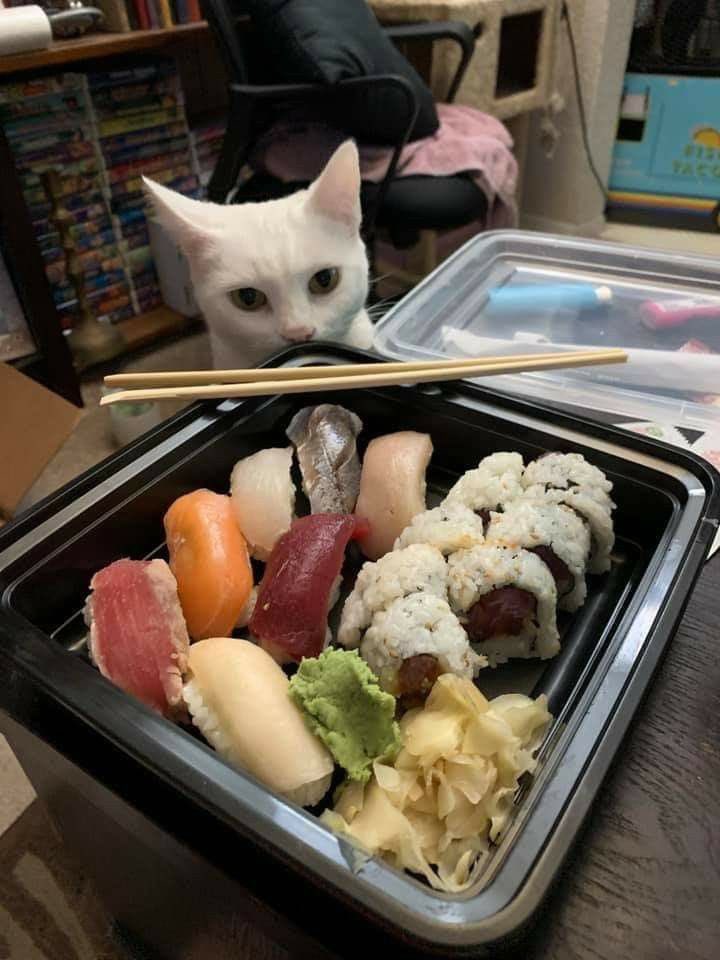 Cat Dealer on Twitter