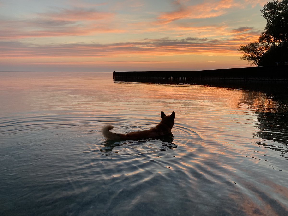 riley_roo_dog's tweet photo. Saturday Sunrise at the lake this morning 🌅 #LakeHuron #JustKeepSwimming #LakeLife #DogsOfCanada #OntBlueCoast🌊 #swim #lake #sunrise #NoFilterNeeded #PastelSky #BigRedDog #RileyRooDog #ShareYourWeather #summer @weathernetwork https://t.co/mkJcKQafVi