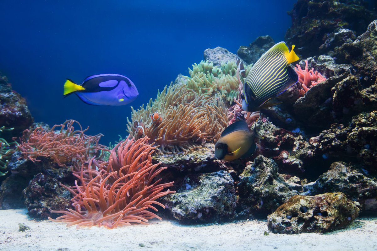 #TankTips:  Any time you clean your filter, you should always use your #aquarium water (optimally during a water change) so as not to disrupt the beneficial bacteria. The nasty Chlorine & Chloramines in our city water fries the good along with the bad bacteria.

#marinefish #fish