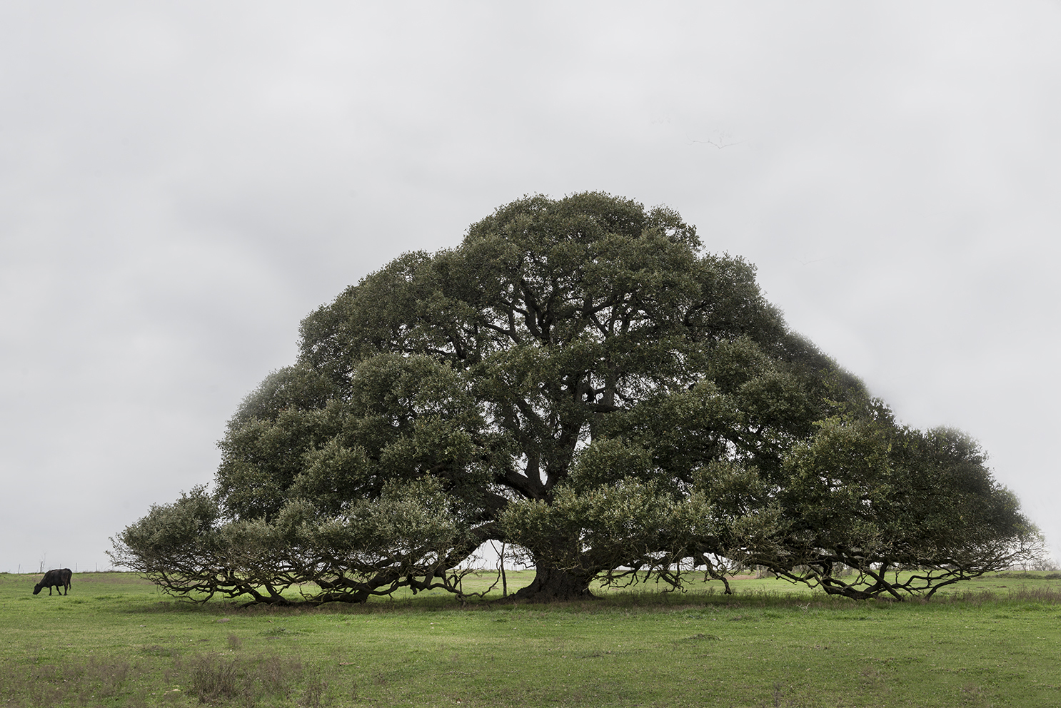 traces-of-texas-on-twitter-live-oak-wood-is-one-of-the-densest-tree