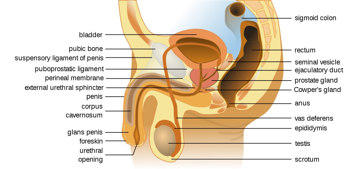 drpenking's tweet photo. seal the Vas deferens, the tubes that carry a man's spermatozoa from the testes which it is produced/epididymis where it is stored to the penis .

Before I proceed, it is important to note the difference between spermatozoa and Semen. 
Spermatozoa are the microscopic https://t.co/5AMdJv26xj
