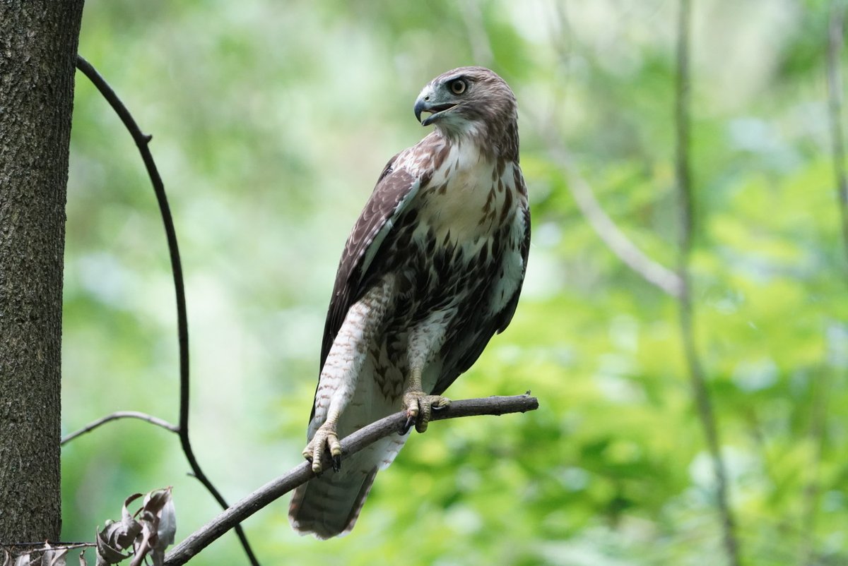 Manhattan Bird Alert on Twitter "RT RobC515 The hawks are on the