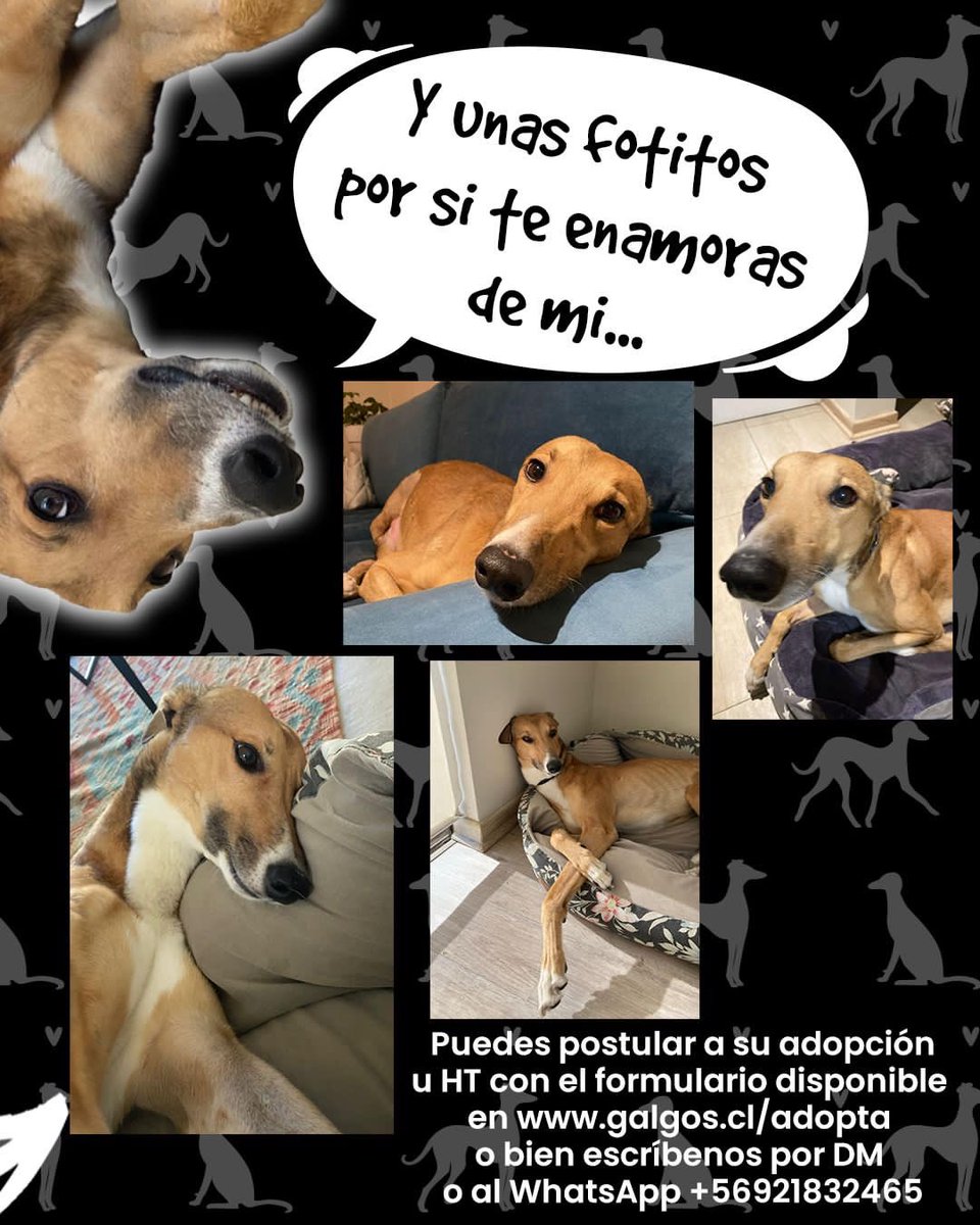 galgoschile's tweet photo. 🚨NECESITAMOS REUBICAR URGENTE A MARCEL🚨
Ya fue devuelto una vez y ahora su hogar temporal ya no podrá seguir cuidaándolo😩
Tenemos los días contados para reubicarlo.
Está listo para una familia… escríbenos si acaso puedes ser tú🙌🏼
Ayuda con RT🙏
#AdoptaNoCompres #Chile #galgos https://t.co/uo4EHOGKlD
