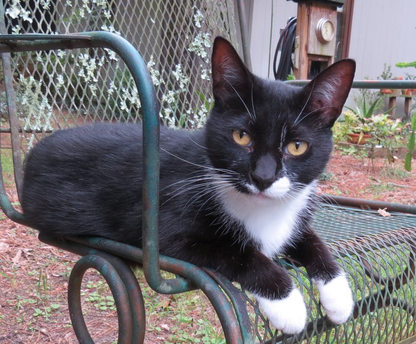 SharonHimes's tweet photo. @FreddyHgcat We are owned by 2 cats: Buffy and Tux (who don’t like each other)

Tux is our friendly outdoor cat https://t.co/Qxvlax46XP