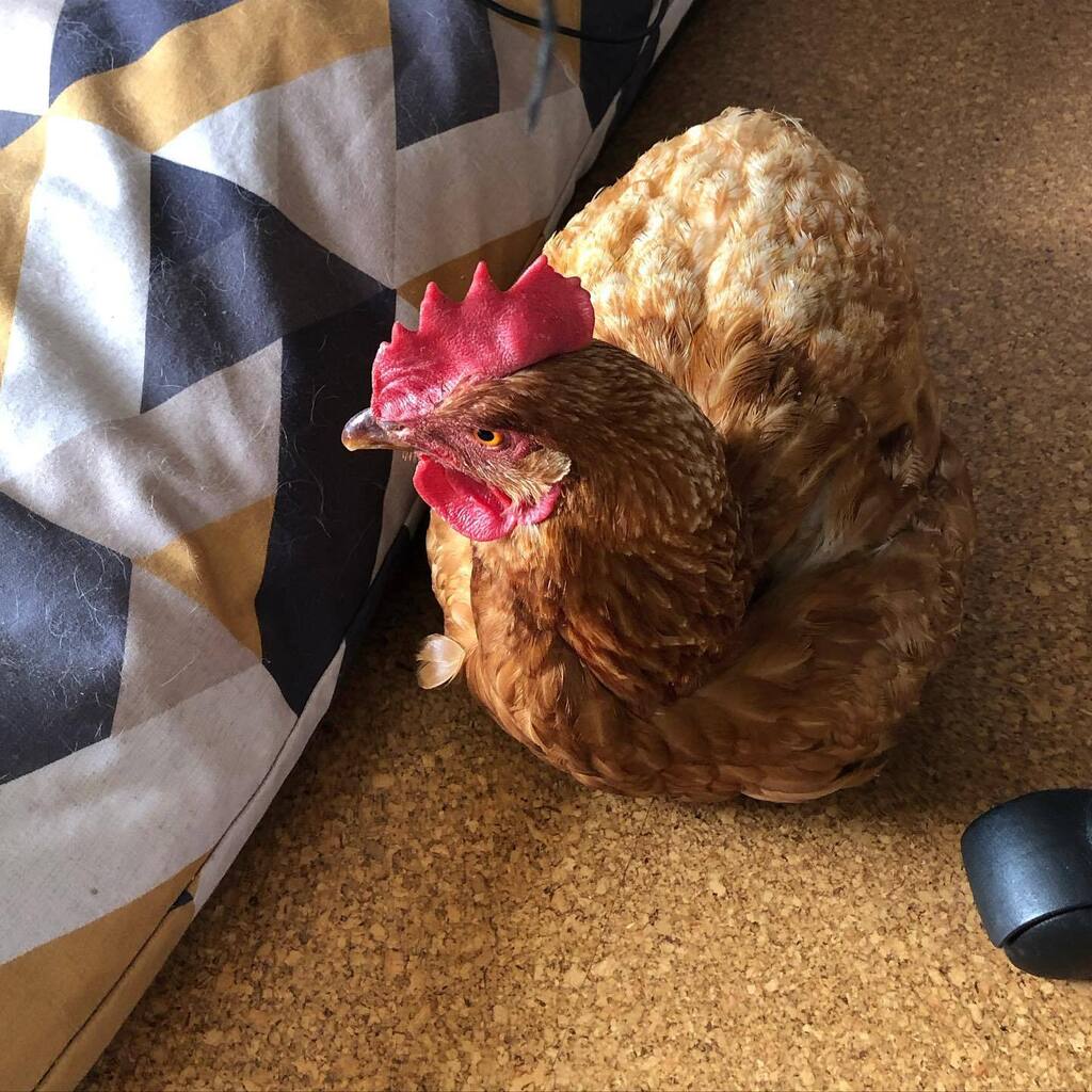 Lulu’s taken to sitting under my desk while I work. ❤️🥰

#rescuechickens #chickensofinstagram #chickens #backyardchickens #petchickens #rescuehens #hensofinstagram #exbatteryhens #freerangechickens #chickensaspets #friendsnotfood #lovemychickens #happychickens #hens #bhwt #i…