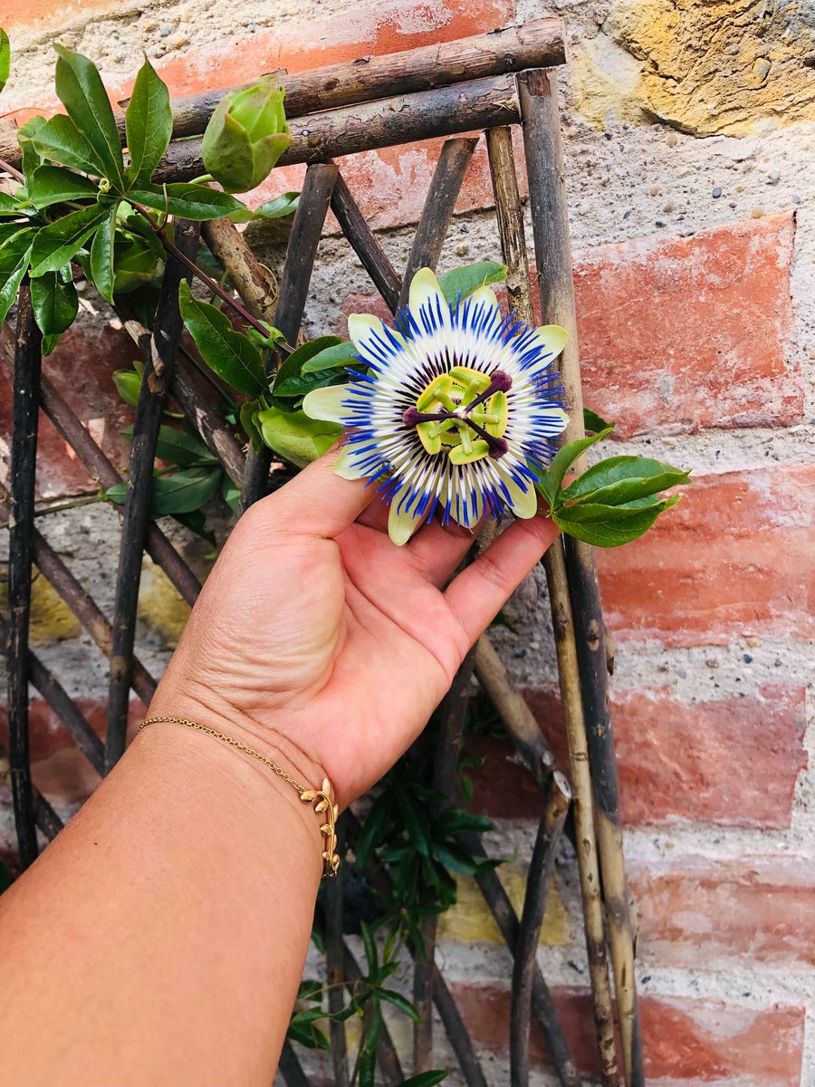 The passion flowers are coming through #gardenlog