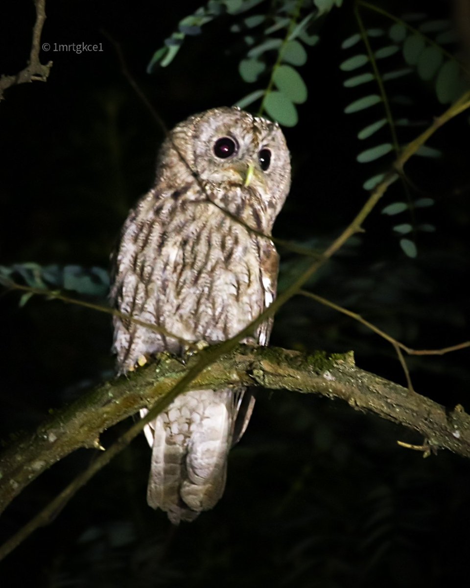 1mrtgkce1's tweet photo. #alacabaykuş
#baykuş
#owl
#tawnyowl
#strixaluco
#türkiyeninkuşları 
#istanbulunkuşları 
#kuşgözlemi
#kuşfotoğrafları 
#kuşfotoğrafçılığı 
#kuş 
#kuşfotoğrafı 
#ornito 
#birdsofistanbul 
#canoneos200d
#canon200d
#sigma120400
#sigma120400mm
#sigma120400apodgoshsm https://t.co/8nPhLU68UH