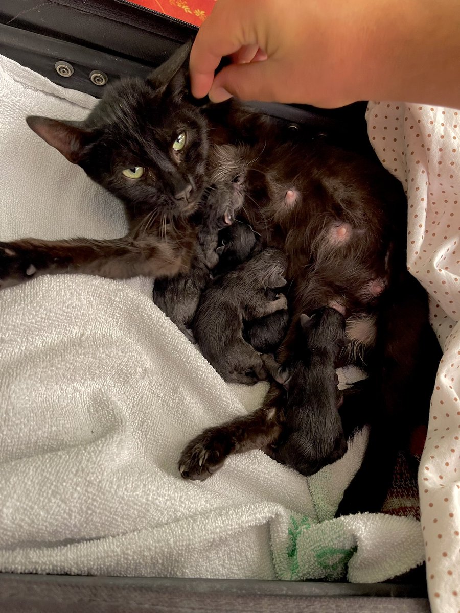 Se dan gatitos en adopción, compartir xfi 💚