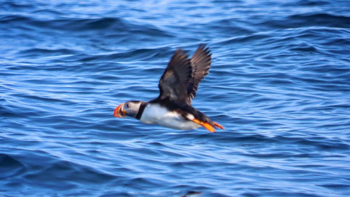 PeterPuffin4's tweet photo. In flight for the weekend! Lol https://t.co/seyZtZ2hHO