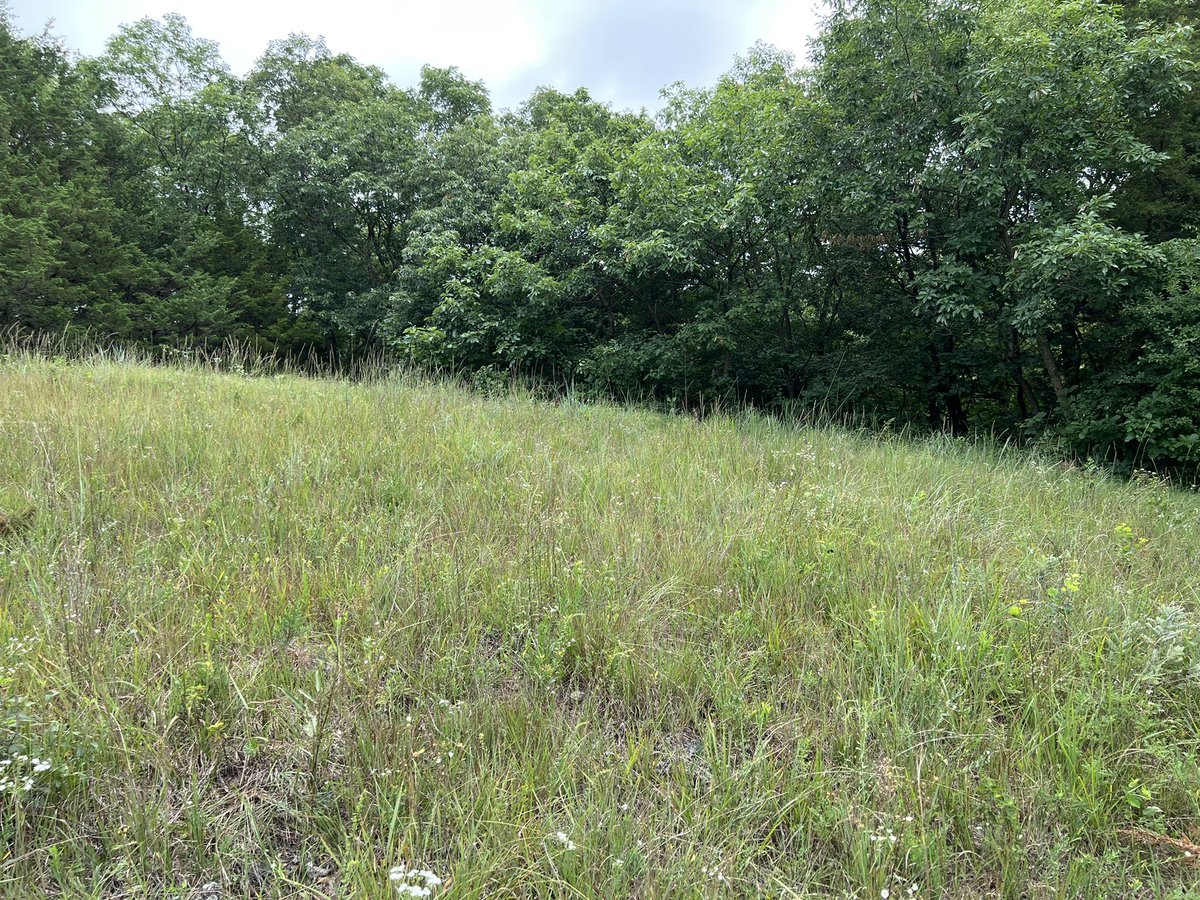 Sights from a hill prairie on a limestone bluff in Dubuque County, IA. Some of the dominant plants included Helianthus occidentalis, Liatris cylindracea, Carex eburnea, Symphiotrichum sericeum, and Bouteloua curtipendula. #iowa #botany #prairie
