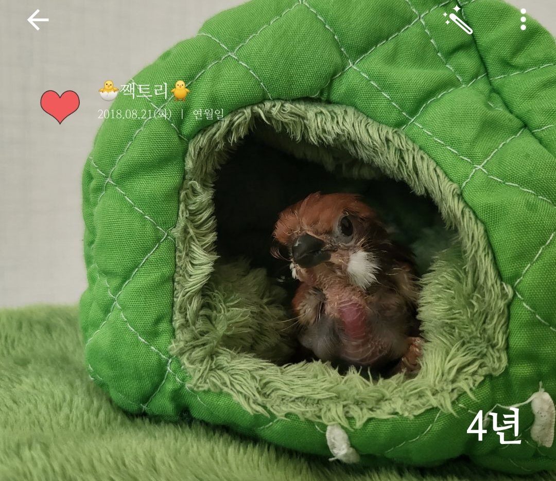 트리가 만 4세 짹이 되었습니다.
부족한 주인 곁에서 이만큼 잘 커준게 너무 기특하고 감사하네요.
예쁜 트리 앞으로도 쭉 건강하고 오래 함께하길 바래봅니다🐥