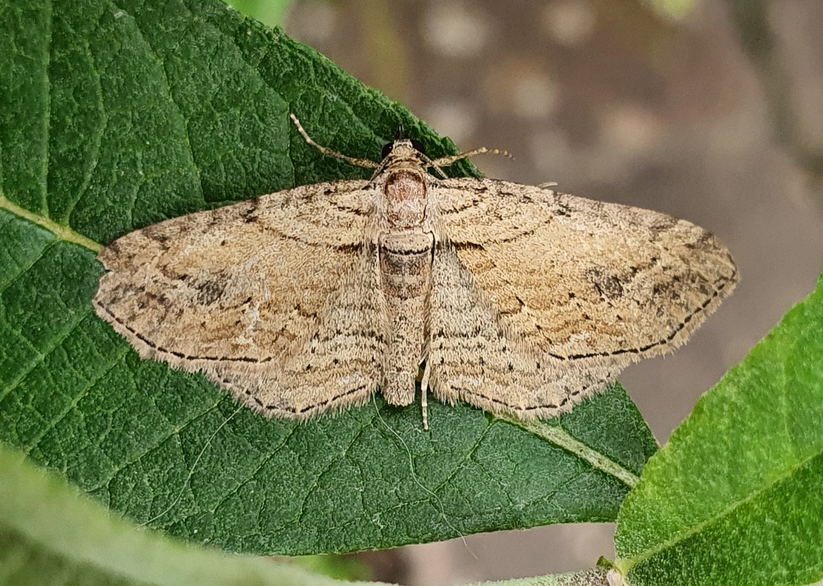 A new moth for the garden this morning - the lovely Fern, found hidden on the wall behind the trap several hours after I thought I had finished