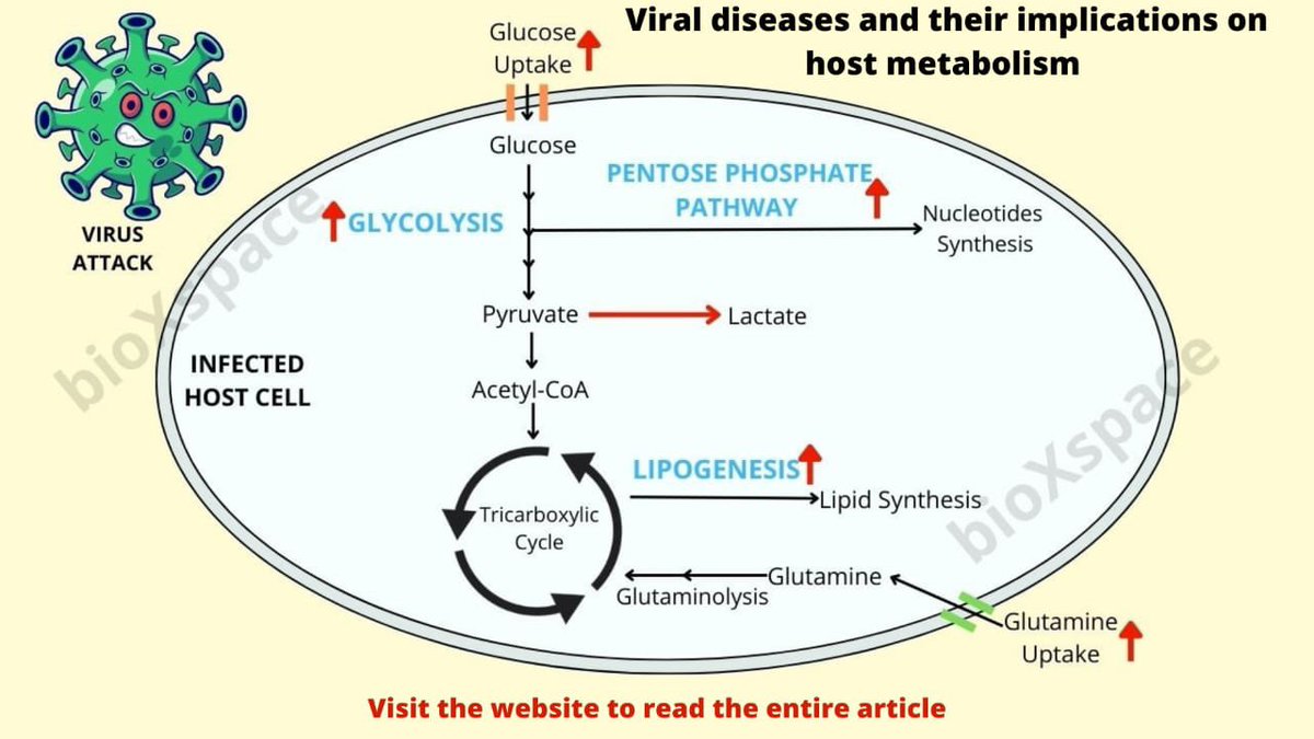 bioxspace's tweet photo. The threat of emerging and re-emerging viral diseases continues to be a major cause of
public health problems. These viruses rely on host metabolism and change it drastically, causing a plethora of complications among us.

#scicomm #sciencetwitter 
https://t.co/jBA3DnS9JZ https://t.co/SPhg2jCUJW